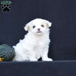 Nikki, Maltese Puppy
